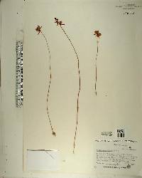 Utricularia cornuta image