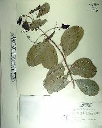 Elaeodendron glaucum image