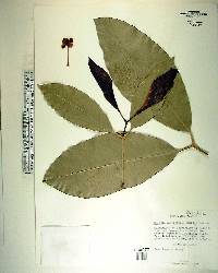 Garcinia macrophylla image