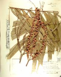 Ptychosperma elegans image