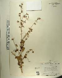 Hibiscus poeppigii image
