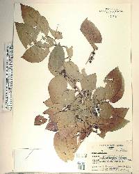 Ficus tinctoria image