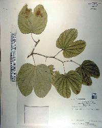 Bauhinia thonningii image