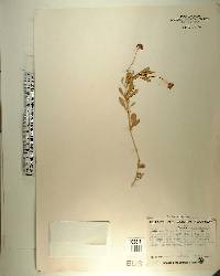 Phyla nodiflora image