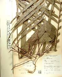Geonoma maxima image