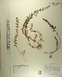 Ludwigia microcarpa image