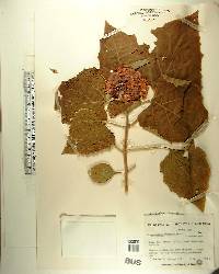 Clerodendrum philippinum image