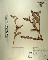 Tradescantia pallida image