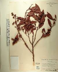 Conocarpus erectus image