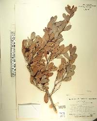 Maytenus phyllanthoides image