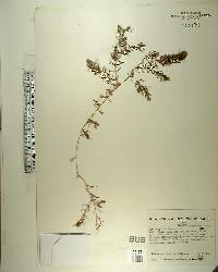 Ceratophyllum demersum image