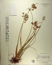 Cyperus haspan image