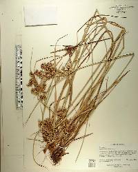 Cyperus surinamensis image