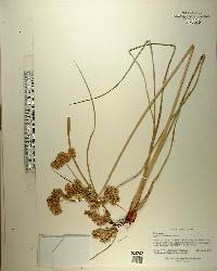 Cyperus surinamensis image