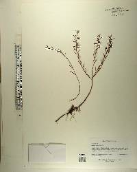 Ludwigia linifolia image