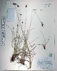 Rhynchospora fascicularis image