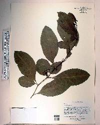 Solanum diphyllum image