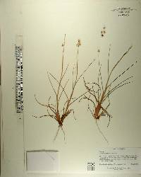 Cenchrus spinifex image