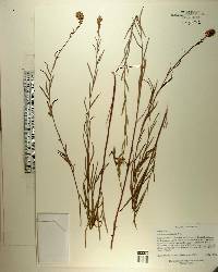 Ludwigia suffruticosa image