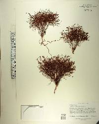 Stipulicida setacea image