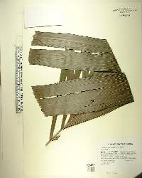 Hydriastele microspadix image