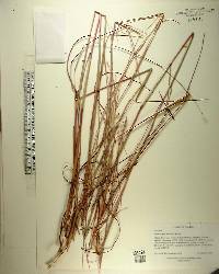 Andropogon ternarius image