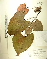 Dioscorea alata image