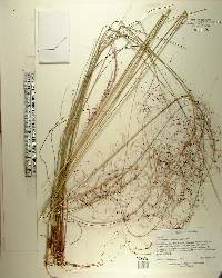 Muhlenbergia capillaris image