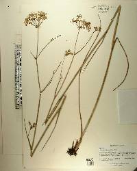 Oxypolis filiformis image