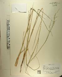 Panicum repens image