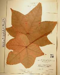 Sterculia urens image