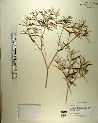 Croton linearis image