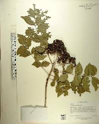 Zanthoxylum clava-herculis image