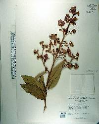 Lagerstroemia floribunda var. cuspidata image