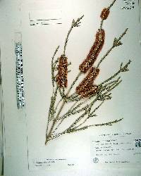Melaleuca huegelii image