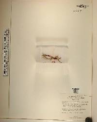 Specklinia tribuloides image