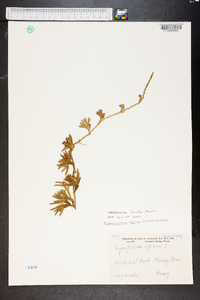 Diphasiastrum alpinum image