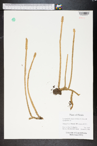 Lycopodiella alopecuroides image