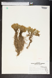 Selaginella arenicola image