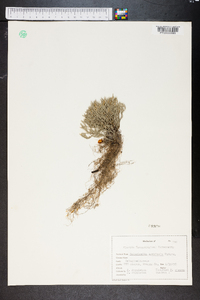 Selaginella arenicola image