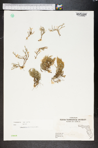 Selaginella arenicola image