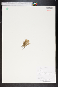 Selaginella arenicola image