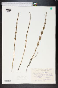 Equisetum sylvaticum image