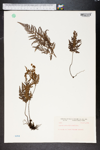 Anemia adiantifolia image