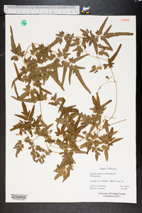 Lygodium japonicum image