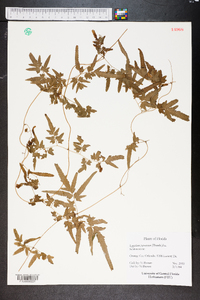 Lygodium japonicum image