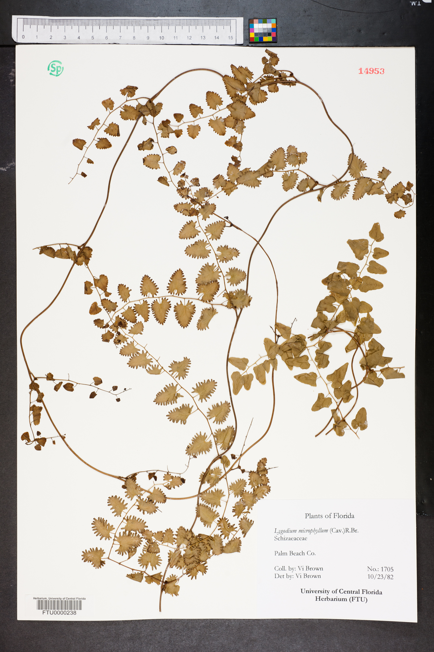 Lygodium microphyllum image