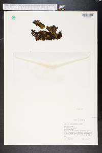 Salvinia rotundifolia image