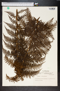 Cyathea serra image