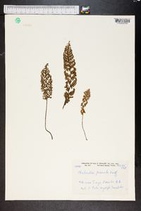 Cheilanthes pruinata image